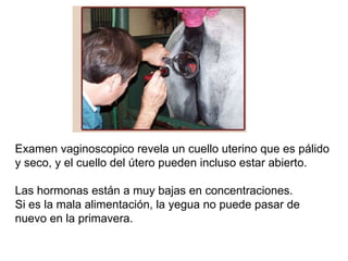 Examen vaginoscopico revela un cuello uterino que es pálido y seco, y el cuello del útero pueden incluso estar abierto. Las hormonas están a muy bajas en concentraciones. Si es la mala alimentación, la yegua no puede pasar de nuevo en la primavera. 