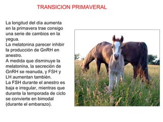 TRANSICION PRIMAVERAL La longitud del día aumenta en la primavera trae consigo una serie de cambios en la yegua. La melatonina parecer inhibir la producción de GnRH en anestro. A medida que disminuye la melatonina, la secreción de GnRH se reanuda, y FSH y LH aumentan también. La FSH durante el anestro es baja e irregular, mientras que durante la temporada de ciclo se convierte en bimodal (durante el embarazo). 