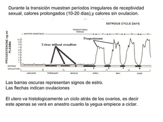 Las barras oscuras representan signos de estro.  Las flechas indican ovulaciones Durante la transición muestran períodos irregulares de receptividad sexual, calores prolongados (10-20 dias),y calores sin ovulacion. El utero va histologicamente un ciclo atrás de los ovarios, es decir este apenas se verá en anestro cuanlo la yegua empiece a ciclar. 