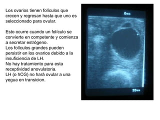 Los ovarios tienen folículos que crecen y regresan hasta que uno es seleccionado para ovular. Esto ocurre cuando un folículo se convierte en competente y comienza a secretar estrógeno. Los folículos grandes pueden persistir en los ovarios debido a la insuficiencia de LH. No hay tratamiento para esta receptividad anovulatoria.  LH (o hCG) no hará ovular a una yegua en transicion. 