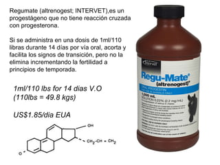 Regumate (altrenogest; INTERVET),es un progestágeno que no tiene reacción cruzada con progesterona.  Si se administra en una dosis de 1ml/110 libras durante 14 días por vía oral, acorta y facilita los signos de transición, pero no la elimina incrementando la fertilidad a principios de temporada. 1ml/110 lbs for 14 dias V.O (110lbs = 49.8 kgs) US$1.85/dia EUA 