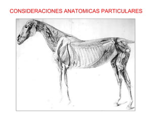 CONSIDERACIONES ANATOMICAS PARTICULARES 