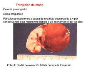 Transicion de otoño Calores prolongados ciclos irregulares Foliculos anovulatorios a causa de una baja descarga de LH por consecuencia dela melatonina debido a un acortamiento del los dias Foliculo otoñal de ovulación fallida durante la transición 