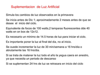 Suplementacion  de Luz Artificial   Simula los cambios de luz observados en la primavera Se inicia antes de Dic 1; aproximadamente 2 meses antes de que se desee  el  inicio del ciclo. Equivalente de focos de 100 watts,2 lamparas fluorescentes dde 40 watts en on box de 12x12. Es necesario un minimo de 14.5 horas de luz para iniciar el ciclo. Es importante poner la luz al final del dia, no al inicio. Se ouede incrementar la luz de 30 min/semana a 16 hrs/dia o abrutamente las 16 hrs/dia. Si se trata de matener la luz todo el año la yegua caera en anestro, ya que necesita un periodo de descanso Si se suplementan 24 hrs de luz se retrasara en inicio del ciclo 