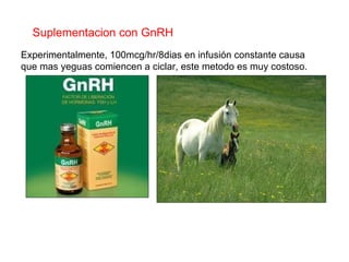 Suplementacion con GnRH Experimentalmente, 100mcg/hr/8dias en infusión constante causa que mas yeguas comiencen a ciclar, este metodo es muy costoso. 