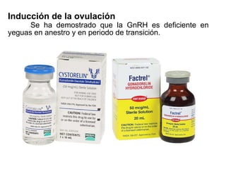 Inducción de la ovulación Se ha demostrado que la GnRH es deficiente en yeguas en anestro y en periodo de transición.  