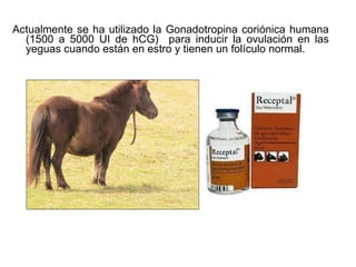 Actualmente se ha utilizado la Gonadotropina coriónica humana (1500 a 5000 UI de hCG)  para inducir la ovulación en las yeguas cuando están en estro y tienen un folículo normal.  