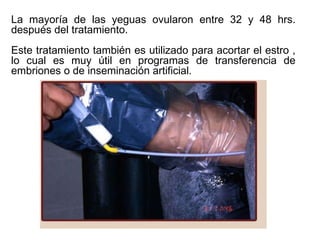 La mayoría de las yeguas ovularon entre 32 y 48 hrs. después del tratamiento.  Este tratamiento también es utilizado para acortar el estro , lo cual es muy útil en programas de transferencia de embriones o de inseminación artificial. 