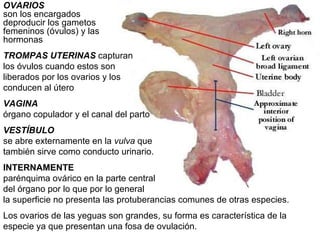 Los ovarios de las yeguas son grandes, su forma es característica de la especie ya que presentan una fosa de ovulación.  OVARIOS   son los encargados deproducir los gametos femeninos (óvulos) y las hormonas TROMPAS UTERINAS   capturan los óvulos cuando estos son liberados por los ovarios y los conducen al útero VAGINA   órgano copulador y el canal del parto  VESTÍBULO   se abre externamente en la  vulva  que también sirve como conducto urinario. INTERNAMENTE   parénquima ovárico en la parte central  del órgano por lo que por lo general  la superficie no presenta las protuberancias comunes de otras especies. 