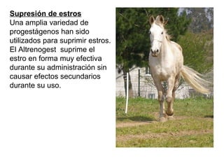Supresión de estros Una amplia variedad de progestágenos han sido  utilizados para suprimir estros. El Altrenogest  suprime el estro en forma muy efectiva durante su administración sin causar efectos secundarios durante su uso. 