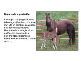 Soporte de la gestación La terapia con progestágenos (altrenogest) ha demostrado ser muy útil en hembras con riesgo de aborto causado por la liberación de prostaglandinas endógenas secundario a enfermedades sistémicas, enfermedades uterinas o estrés severo. 