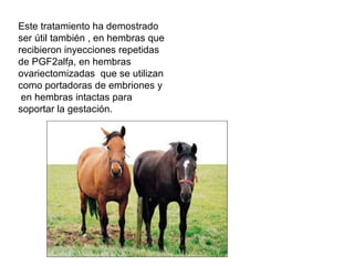 Este tratamiento ha demostrado ser útil también , en hembras que recibieron inyecciones repetidas de PGF2alfa, en hembras ovariectomizadas  que se utilizan como portadoras de embriones y  en hembras intactas para soportar la gestación. 