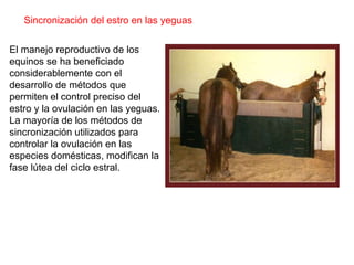 El manejo reproductivo de los equinos se ha beneficiado considerablemente con el desarrollo de métodos que permiten el control preciso del estro y la ovulación en las yeguas. La mayoría de los métodos de sincronización utilizados para controlar la ovulación en las especies domésticas, modifican la fase lútea del ciclo estral. Sincronización del estro en las yeguas 