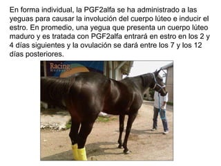 En forma individual, la PGF2alfa se ha administrado a las yeguas para causar la involución del cuerpo lúteo e inducir el estro. En promedio, una yegua que presenta un cuerpo lúteo maduro y es tratada con PGF2alfa entrará en estro en los 2 y 4 días siguientes y la ovulación se dará entre los 7 y los 12 días posteriores. 