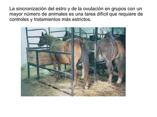 La sincronización del estro y de la ovulación en grupos con un mayor número de animales es una tarea difícil que requiere de controles y tratamientos más estrictos.  