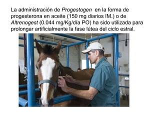 La administración de  Progestogen   en la forma de progesterona en aceite (150 mg diarios IM.) o de  Altrenogest  (0.044 mg/Kg/día PO) ha sido utilizada para prolongar artificialmente la fase lútea del ciclo estral.  