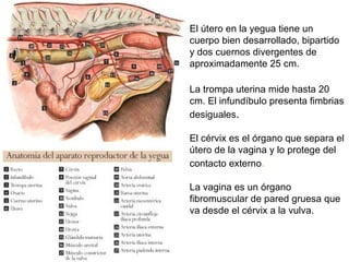 El útero en la yegua tiene un cuerpo bien desarrollado, bipartido y dos cuernos divergentes de aproximadamente 25 cm.  La trompa uterina mide hasta 20 cm. El infundíbulo presenta fimbrias desiguales . El cérvix es el órgano que separa el útero de la vagina y lo protege del contacto externo . La vagina es un órgano fibromuscular de pared gruesa que va desde el cérvix a la vulva. 