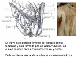 La vulva es la porción terminal del aparato genital femenino y está formada por los labios vulvares, los cuales se unen en las comisuras ventral y dorsal.  En la comisura ventral de la vulva se encuentra el clítoris  