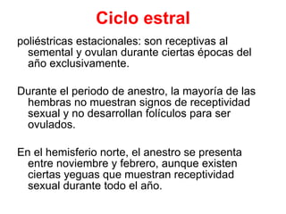 Ciclo estral poliéstricas estacionales: son receptivas al semental y ovulan durante ciertas épocas del año exclusivamente.  Durante el periodo de anestro, la mayoría de las hembras no muestran signos de receptividad sexual y no desarrollan folículos para ser ovulados.  En el hemisferio norte, el anestro se presenta entre noviembre y febrero, aunque existen ciertas yeguas que muestran receptividad sexual durante todo el año. 
