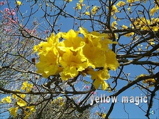 yellow magic 