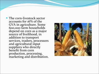 The corn-livestock sector accounts for 16% of the GVA in agriculture. Some 600,000 farm households depend on corn as a major source of livelihood, in addition to transport services, traders, processors and agricultural input suppliers who directly benefit from corn production, processing, marketing and distribution. 