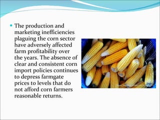 The production and marketing inefficiencies plaguing the corn sector have adversely affected farm profitability over the years. The absence of clear and consistent corn import policies continues to depress farmgate prices to levels that do not afford corn farmers reasonable returns. 