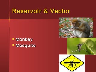 Reservoir & VectorReservoir & Vector
 MonkeyMonkey
 MosquitoMosquito
 