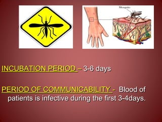 INCUBATION PERIODINCUBATION PERIOD –– 3-6 days3-6 days
PERIOD OF COMMUNICABILITYPERIOD OF COMMUNICABILITY -- Blood ofBlood of
patients is infective during the first 3-4days.patients is infective during the first 3-4days.
 