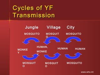 Cycles of YFCycles of YF
TransmissionTransmission
MOSQUITO
MONKE
Y
HUMAN,
MONKE
Y
MOSQUIT
O
HUMAN HUMAN
MOSQUIT
O
MOSQUITO
MOSQUIT
O
MOSQUITO
Jungle Village City
www.who.int
 