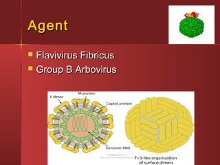 AgentAgent
 Flavivirus FibricusFlavivirus Fibricus
 Group B ArbovirusGroup B Arbovirus
 