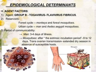 EPIDEMIOLOGICAL DETERMINANTS
 AGENT FACTORS:
1) Agent: GROUP B - TOGAVIRUS- FLAVIVIRUS FIBRICUS.
2) Reservoirs:
Forest cycle→ monkeys and forest mosquitoes.
Urban cycle→ man and Aedes aegypti mosquitoes.
3) Period of communicability:
→ Man: 3-4 days of illness.
→ Mosquitoes: after “ the extrinsic incubation period”- 8 to 12
days. Trans ovarian transmission- extended dry season in
absence of susceptible hosts.
6
 