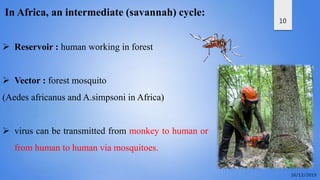 10
In Africa, an intermediate (savannah) cycle:
 Reservoir : human working in forest
 Vector : forest mosquito
(Aedes africanus and A.simpsoni in Africa)
 virus can be transmitted from monkey to human or
from human to human via mosquitoes.
 