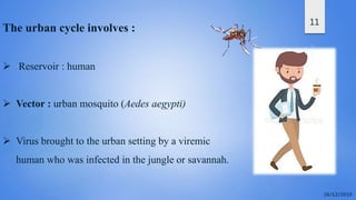 11
The urban cycle involves :
 Reservoir : human
 Vector : urban mosquito (Aedes aegypti)
 Virus brought to the urban setting by a viremic
human who was infected in the jungle or savannah.
 