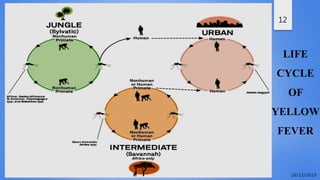 12
LIFE
CYCLE
OF
YELLOW
FEVER
 