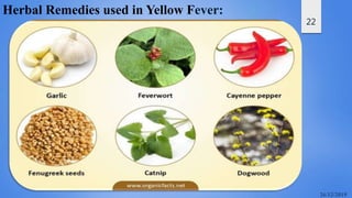 22
Herbal Remedies used in Yellow Fever:
 