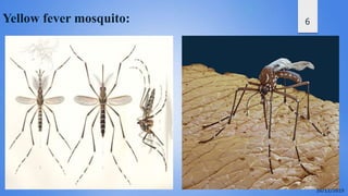 6Yellow fever mosquito:
 