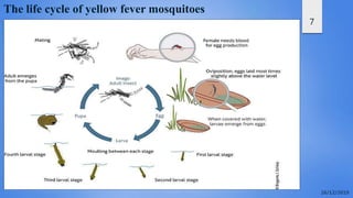 7
The life cycle of yellow fever mosquitoes
 