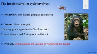 9
The jungle (sylvatic) cycle involves :
 Reservoir : non-human primates (monkeys)
 Vector : forest mosquito
(Haemogogus spegazzinni in South America,
Aedes africanus and A.simpsoni in Africa )
 Probably when humans are visiting or working in the jungle.
 