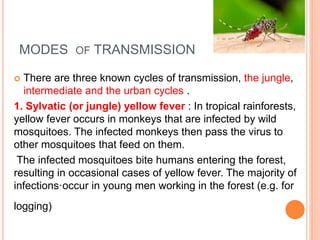 MODES OF TRANSMISSION
 There are three known cycles of transmission, the jungle,
intermediate and the urban cycles .
1. Sylvatic (or jungle) yellow fever : In tropical rainforests,
yellow fever occurs in monkeys that are infected by wild
mosquitoes. The infected monkeys then pass the virus to
other mosquitoes that feed on them.
The infected mosquitoes bite humans entering the forest,
resulting in occasional cases of yellow fever. The majority of
infections·occur in young men working in the forest (e.g. for
logging)
 