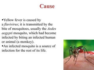 Cause
Yellow fever is caused by
a flavivirus; it is transmitted by the
bite of mosquitoes, usually the Aedes
aegypti mosquito, which had become
infected by biting an infected human
or animal (a monkey).
An infected mosquito is a source of
infection for the rest of its life.
 