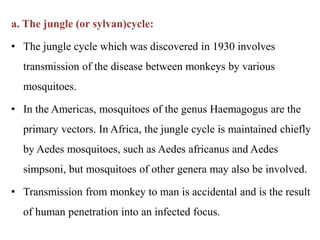 a. The jungle (or sylvan)cycle:
• The jungle cycle which was discovered in 1930 involves
transmission of the disease between monkeys by various
mosquitoes.
• In the Americas, mosquitoes of the genus Haemagogus are the
primary vectors. In Africa, the jungle cycle is maintained chiefly
by Aedes mosquitoes, such as Aedes africanus and Aedes
simpsoni, but mosquitoes of other genera may also be involved.
• Transmission from monkey to man is accidental and is the result
of human penetration into an infected focus.
 