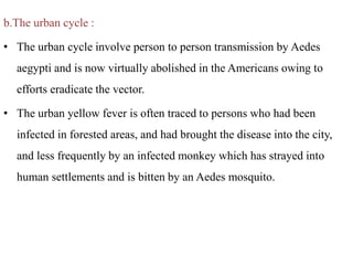 b.The urban cycle :
• The urban cycle involve person to person transmission by Aedes
aegypti and is now virtually abolished in the Americans owing to
efforts eradicate the vector.
• The urban yellow fever is often traced to persons who had been
infected in forested areas, and had brought the disease into the city,
and less frequently by an infected monkey which has strayed into
human settlements and is bitten by an Aedes mosquito.
 