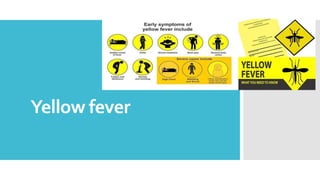 Yellow fever
 