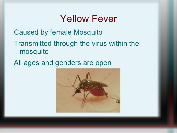 Yellow fever slide