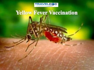 Yellow Fever Vaccination
 