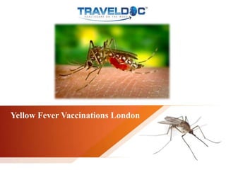 Yellow Fever Vaccinations London
 