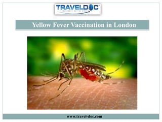 Yellow Fever Vaccination in London
www.travel-doc.com
 