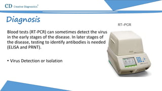 Diagnosis
Blood tests (RT-PCR) can sometimes detect the virus
in the early stages of the disease. In later stages of
the disease, testing to identify antibodies is needed
(ELISA and PRNT).
• Virus Detection or Isolation
 