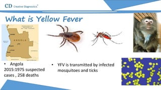 What is Yellow Fever
• Angola
2015:1975 suspected
cases , 258 deaths
• YFV is transmitted by infected
mosquitoes and ticks
 