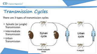 • Sylvatic (or jungle)
Transmission
• Intermediate
Transmission
• Urban
Transmission
Transmission Cycles
 